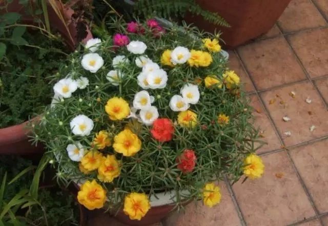 10种耐旱的花,户外耐旱不喜阳光开花小灌木