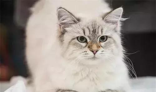 猫咪身上的5个冷知识,猫咪的5个冷知识猫癣