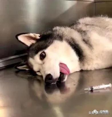 哈士奇太调皮被主人放狗咬,当哈士奇粘到了黏鼠板