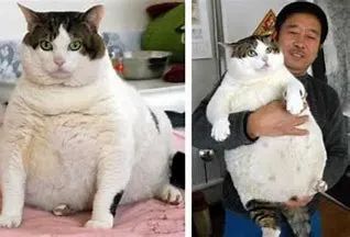 你在为谁吃饭？4第二基因组与行为改变—猫怕老鼠，老虎爱上羊