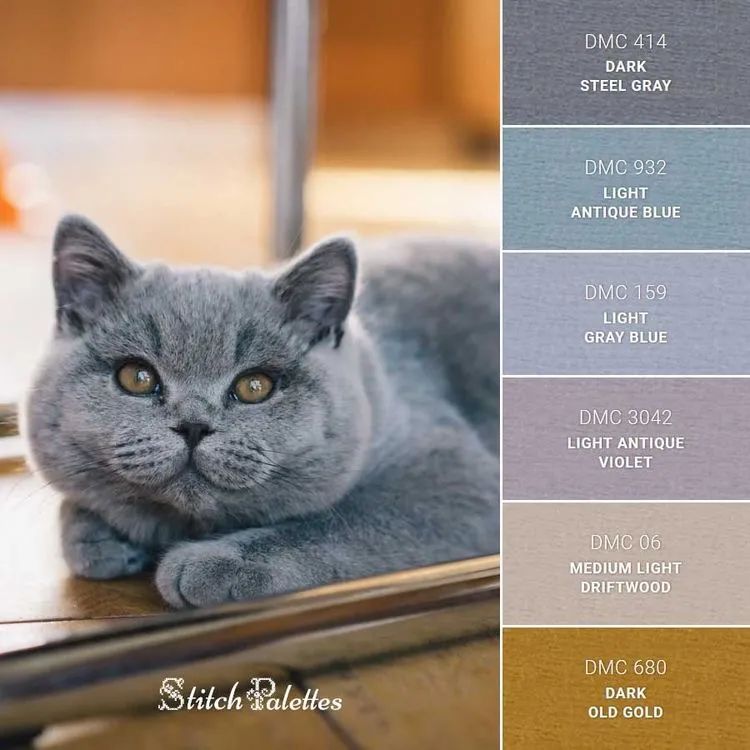 动物配色大全视频,配色的设计灵感