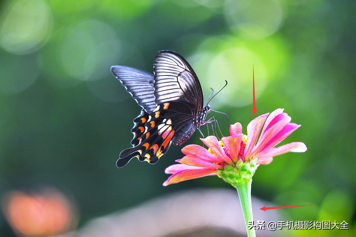 拍蝴蝶最大收获,拍蝴蝶技巧