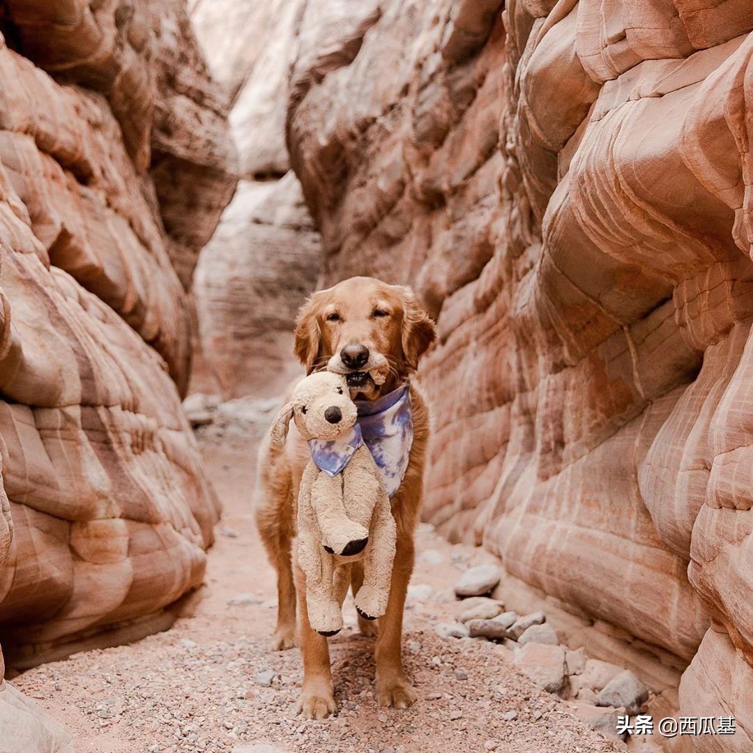 金毛出去耍了带东西回来,金毛带金毛去水上乐园