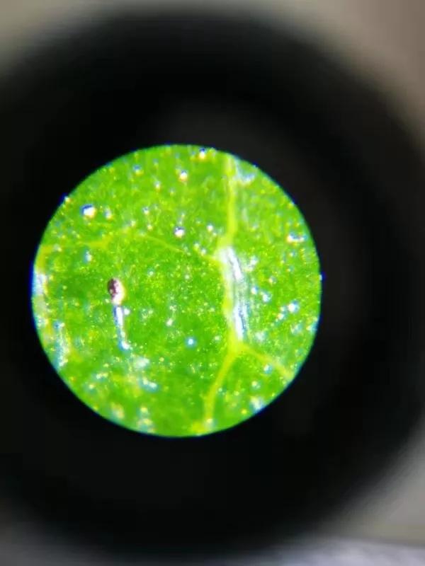 显微镜最大可以放大5000倍,只能放大1200倍的显微镜