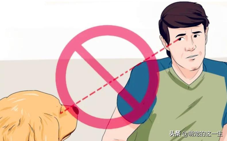 在路边看到流浪狗怎么办,遇到流浪狗如何不让它走