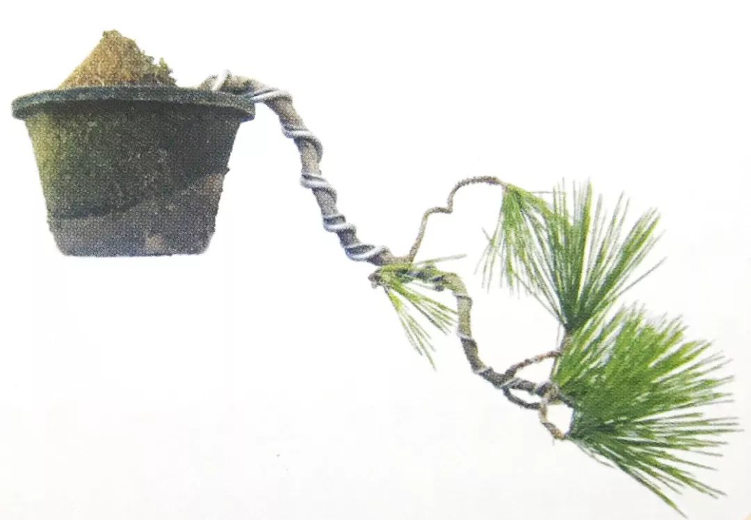 黑松压弯造型制作,黑松盆景整形时间