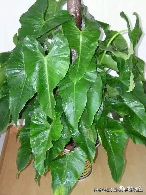 100种常见花卉植物图谱,100种花卉素描图谱