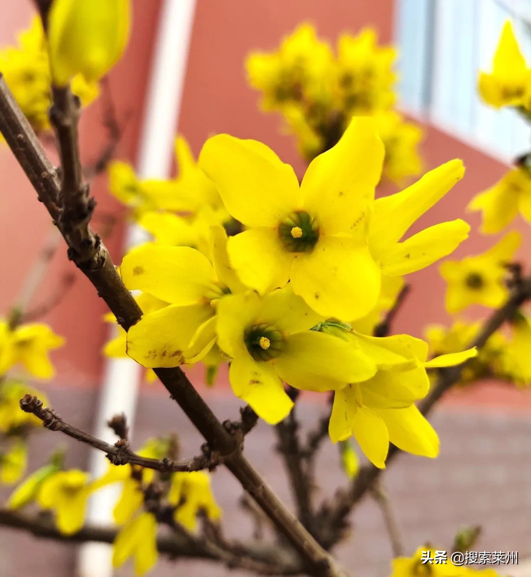 春满校园春暖花开,沙河镇中心小学校园