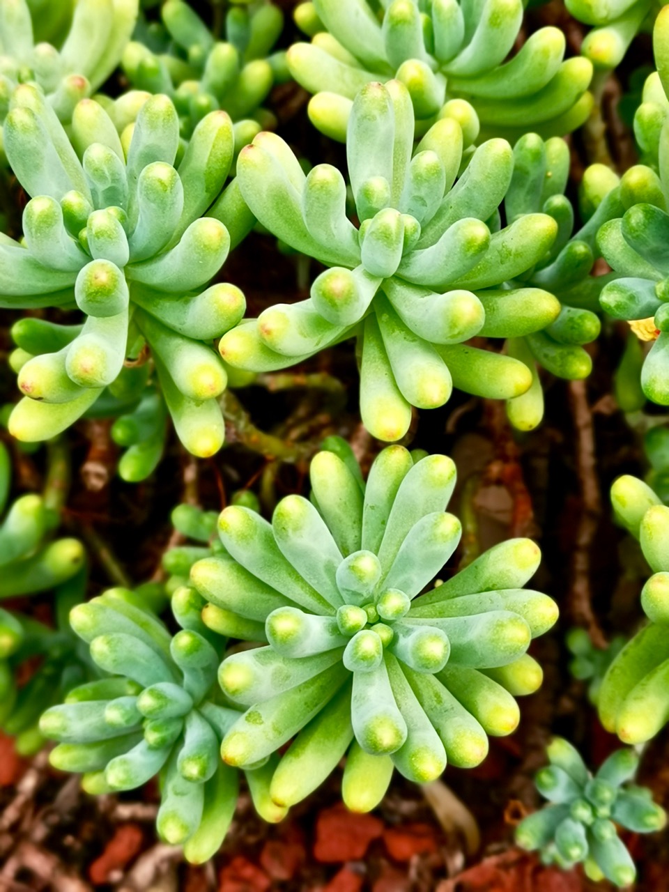 树形多肉仙人掌开花图片,仙人掌多肉植物品种大全图片