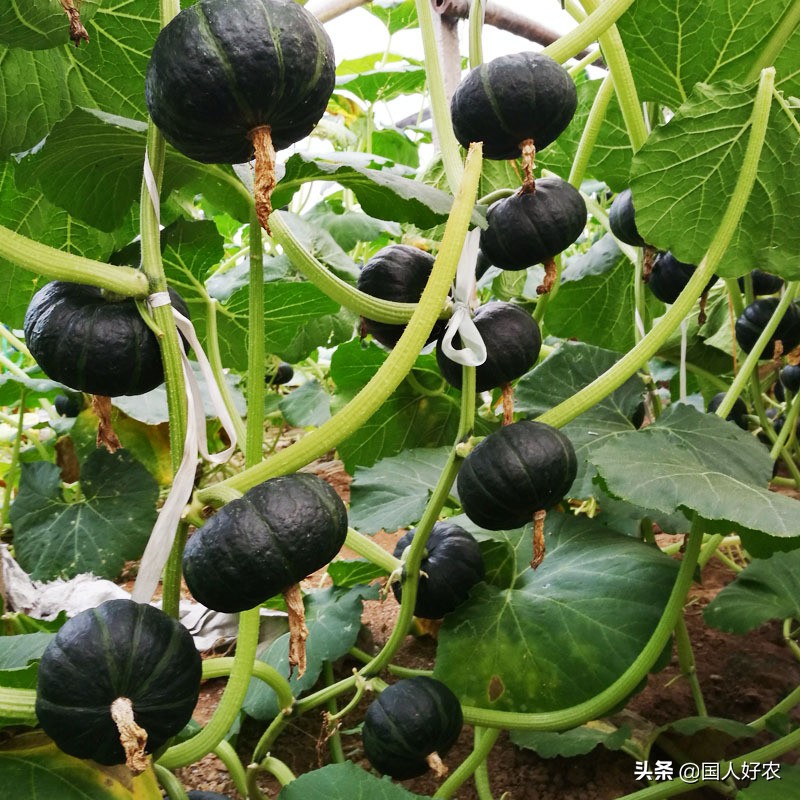 贝贝南瓜高产的秘密,金贝贝南瓜成长过程