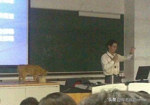 你有猫病表情包,你有猫病啊图片