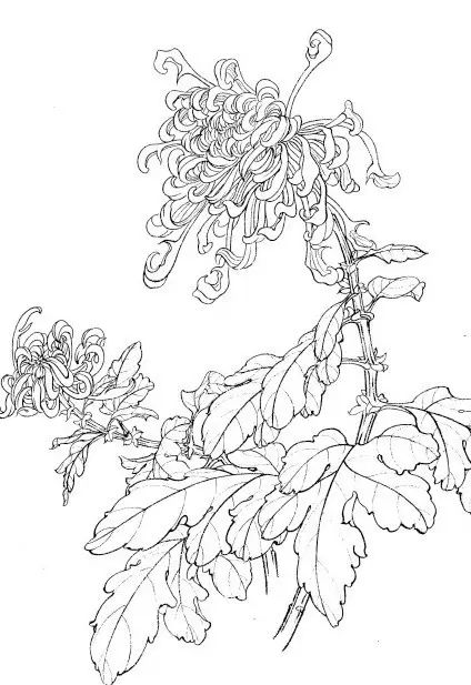 中国画菊花作品集锦,菊花花瓣白描的详细步骤