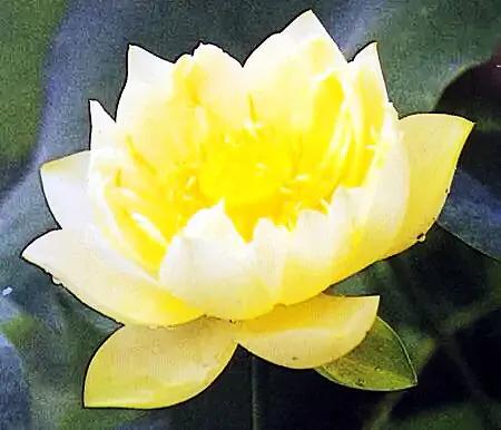 荷花品种大全及名称图片,荷花品种及名称大全图片