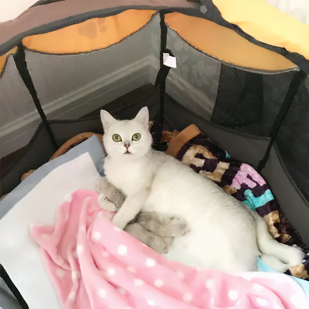 怎么护理即将要生猫宝宝的母猫,刚生完猫的母猫怎么护理