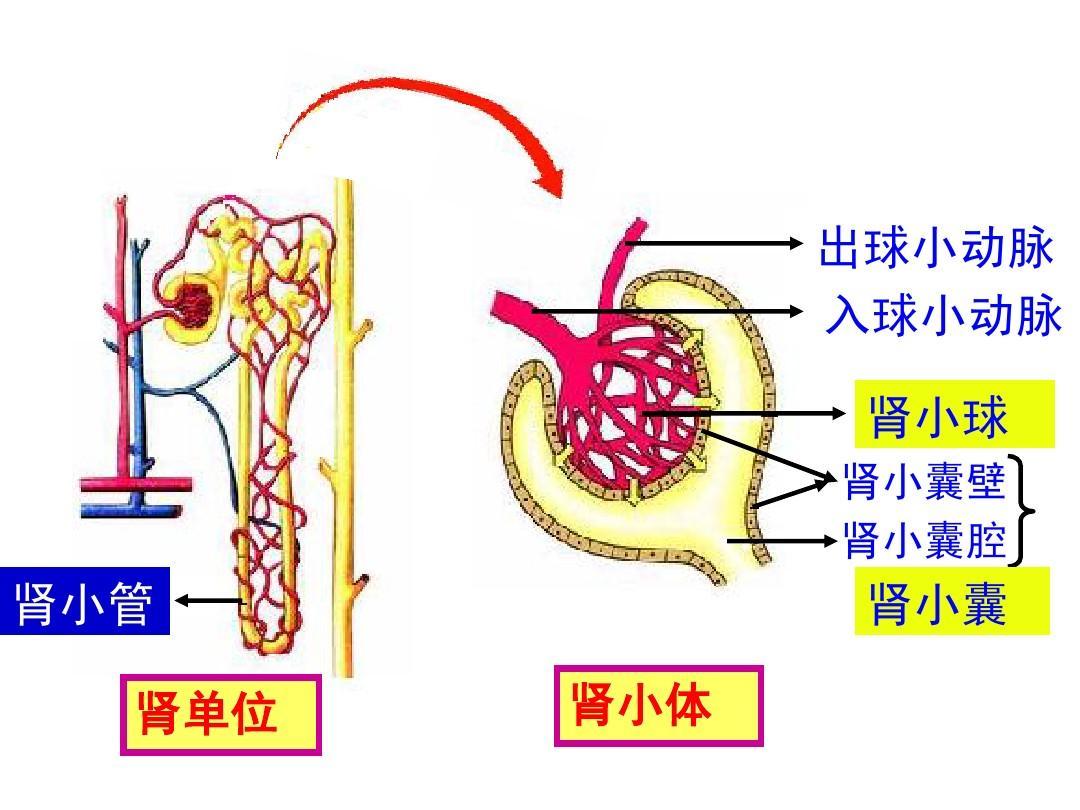 尿糖和糖尿病的区别,尿糖数值多少是糖尿病