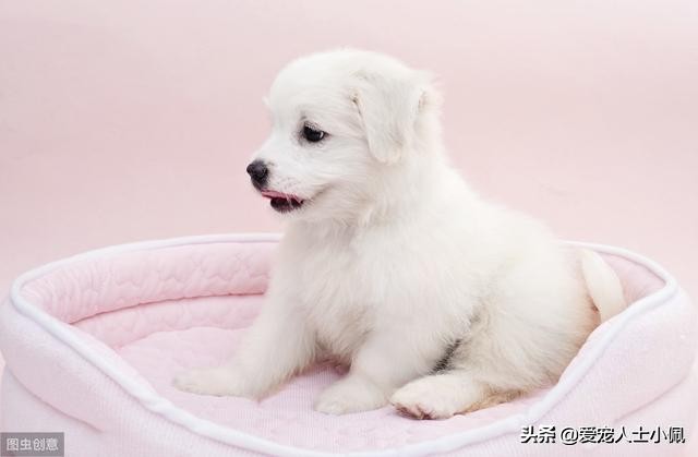 给狗狗打疫苗教学视频防咬,给狗狗打疫苗的正确方法