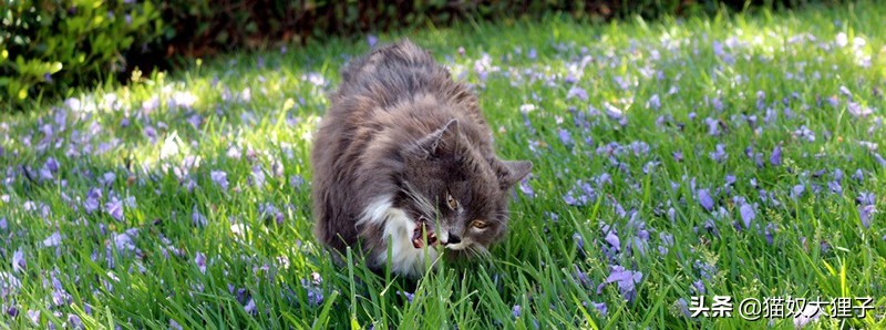 猫草和化毛膏哪个比较好,猫草和化毛膏哪个好