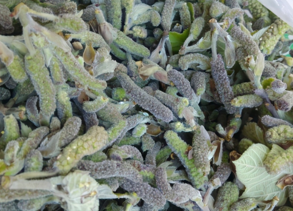 爬树新鲜采摘,农村爬树摘果的视频