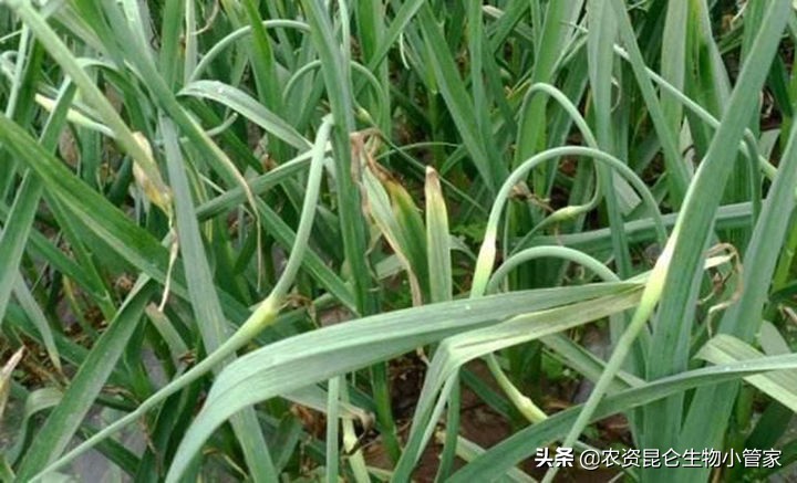 大蒜根腐病怎么治疗,大蒜根腐病怎么防治