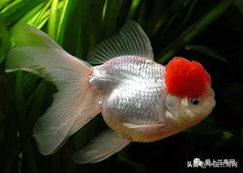 鹤顶红金鱼多久能长大,金鱼品种介绍之鹤顶红