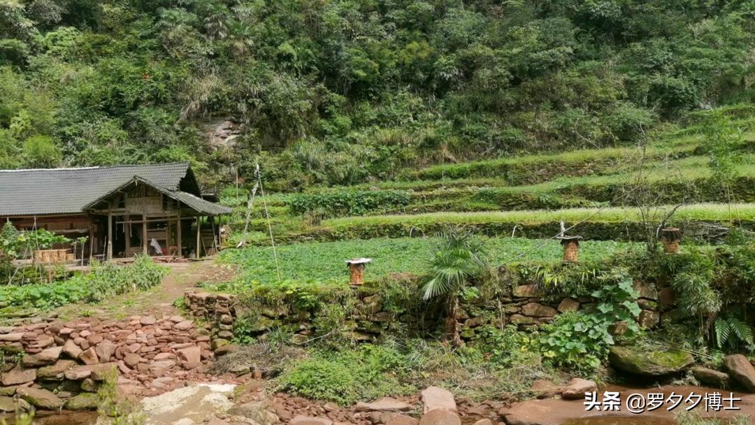 买不到土蜂蜜的真正原因,土蜂蜜鲜为人知的内幕值得一看