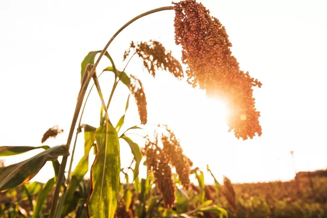 诗传泸酒香,杯杯国宝窖池原浆,邀君共品泸州山水岁月的醇厚绵长