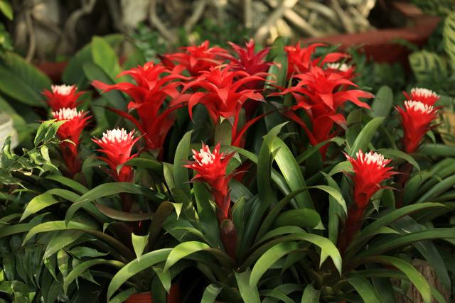 十大吉祥花,十大旺宅吉祥花