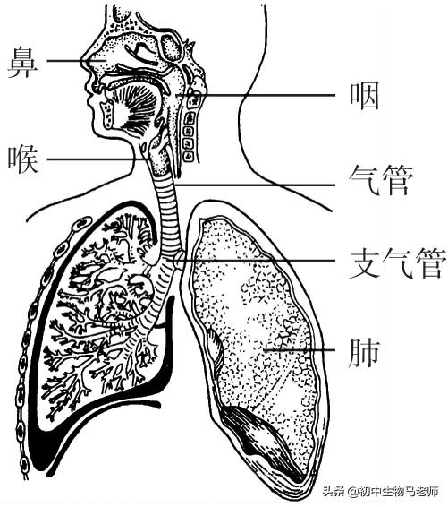 中考生物复习要点速记（人教版）第四单元生物圈中的人