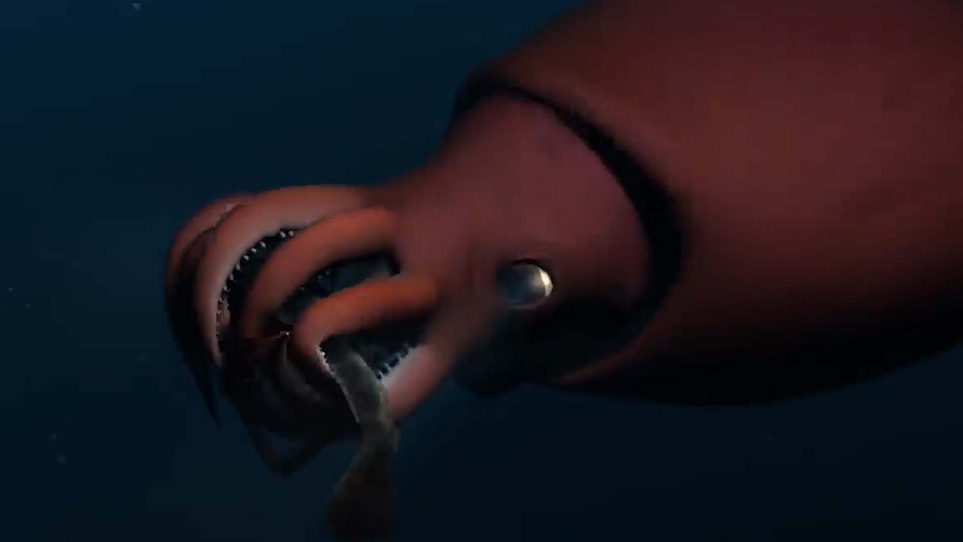 比大王乌贼还大巨型酸浆鱿,深海巨型大王酸浆鱿可以活多少年