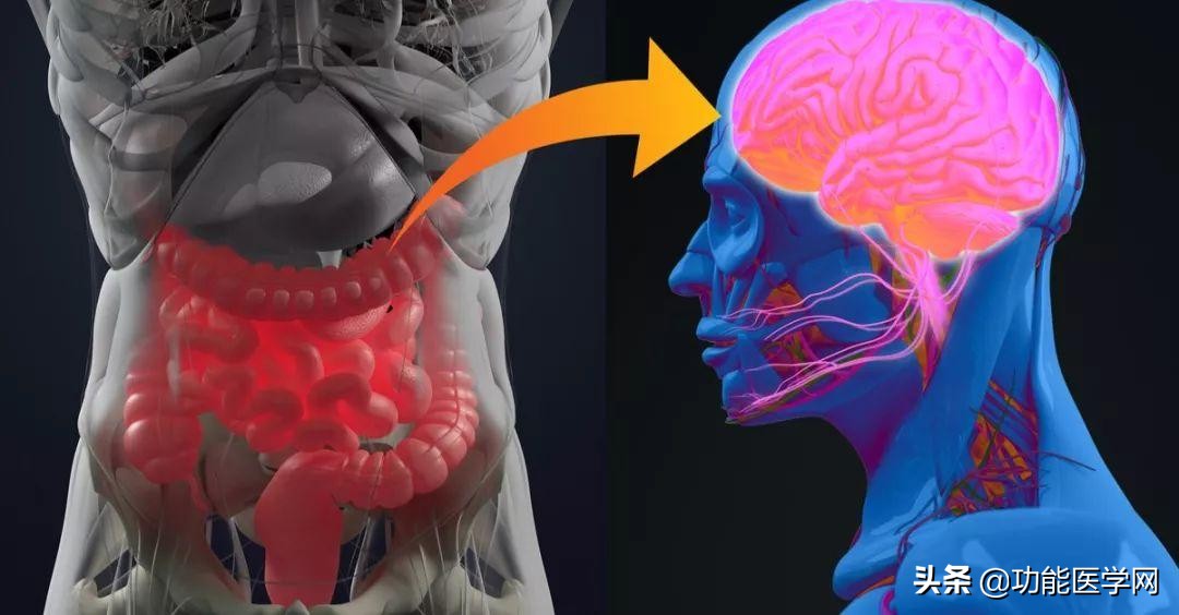 让人着迷的元素,微生物脑肠轴介绍