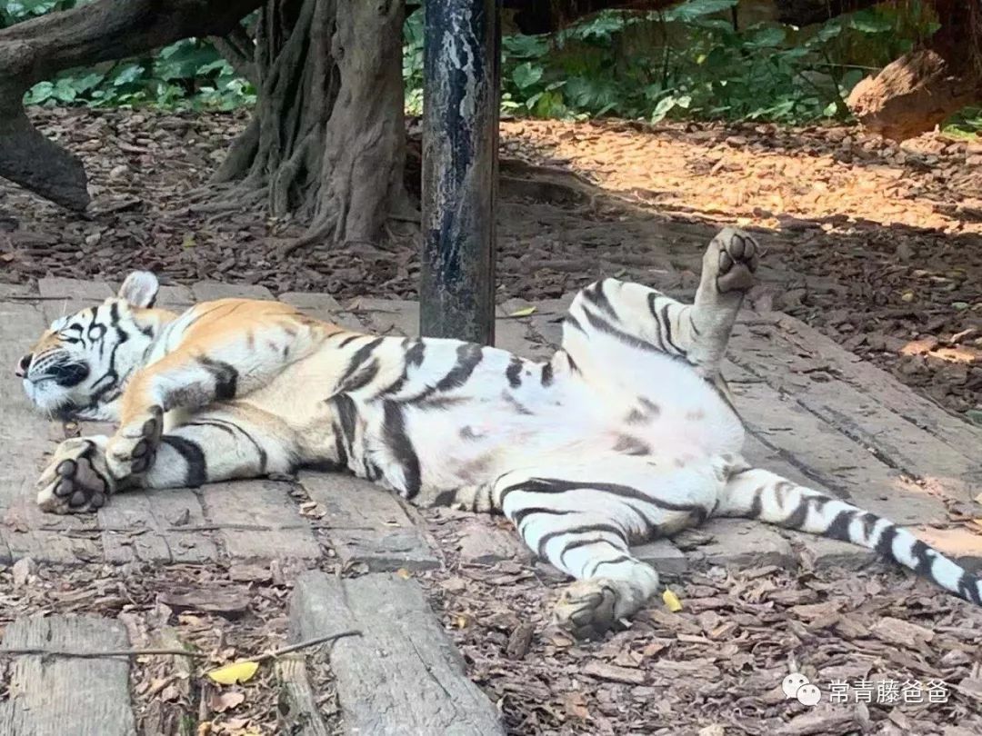 广州和珠海长隆一起玩攻略,广州珠海长隆旅游攻略5天四晚