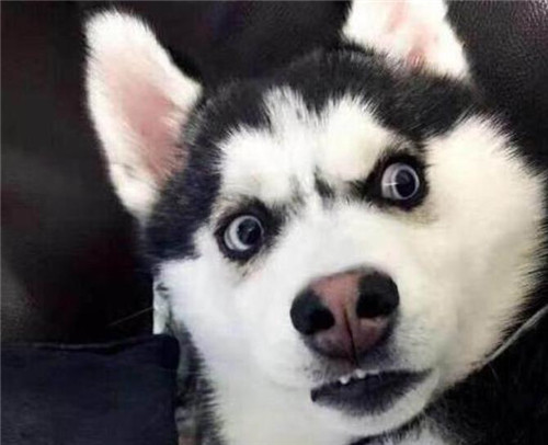 土耳其打仗,土耳其打仗次数