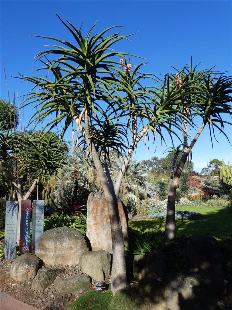 芦荟盆栽长得太高怎么办,冬天怎样快速生长芦荟