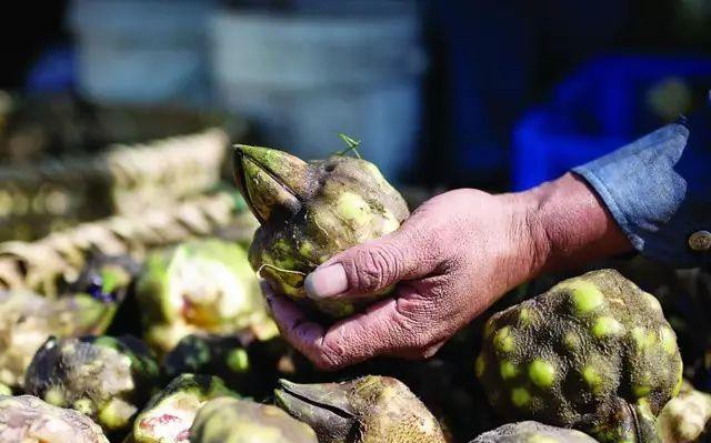 全世界的米,全世界米面