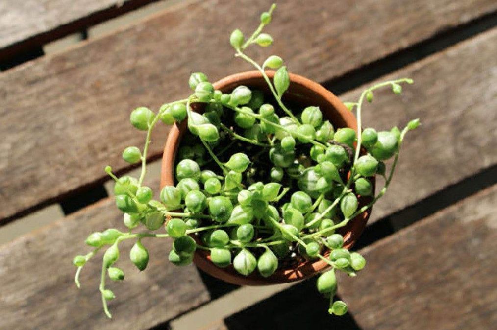 垂吊型的多肉有哪些,养在室内垂吊植物