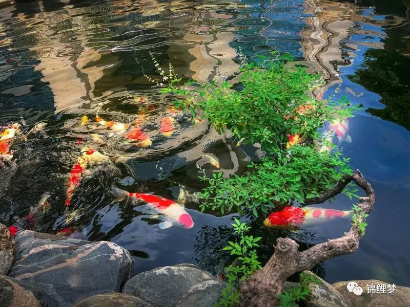 家庭锦鲤养殖常见病,锦鲤常见病统计表格