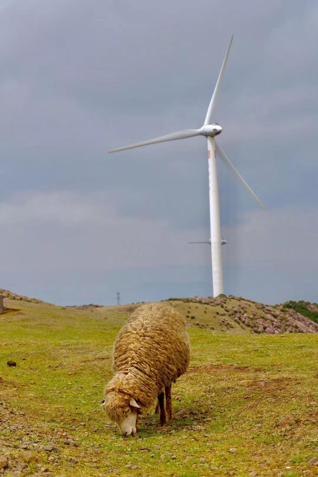 乌蒙大草原高山矮杜鹃,盘州市乌蒙大草原高山