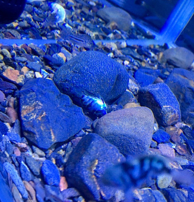 观赏鱼内感染,观赏鱼细菌性感染怎么造成的