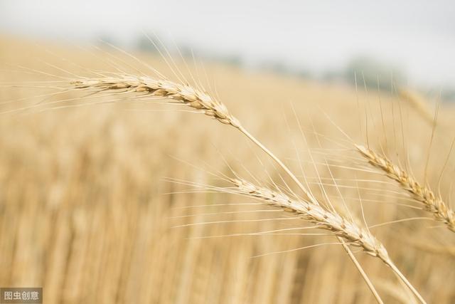 小麦锈病可导小麦作物损失高达100％，农户们都需要注意