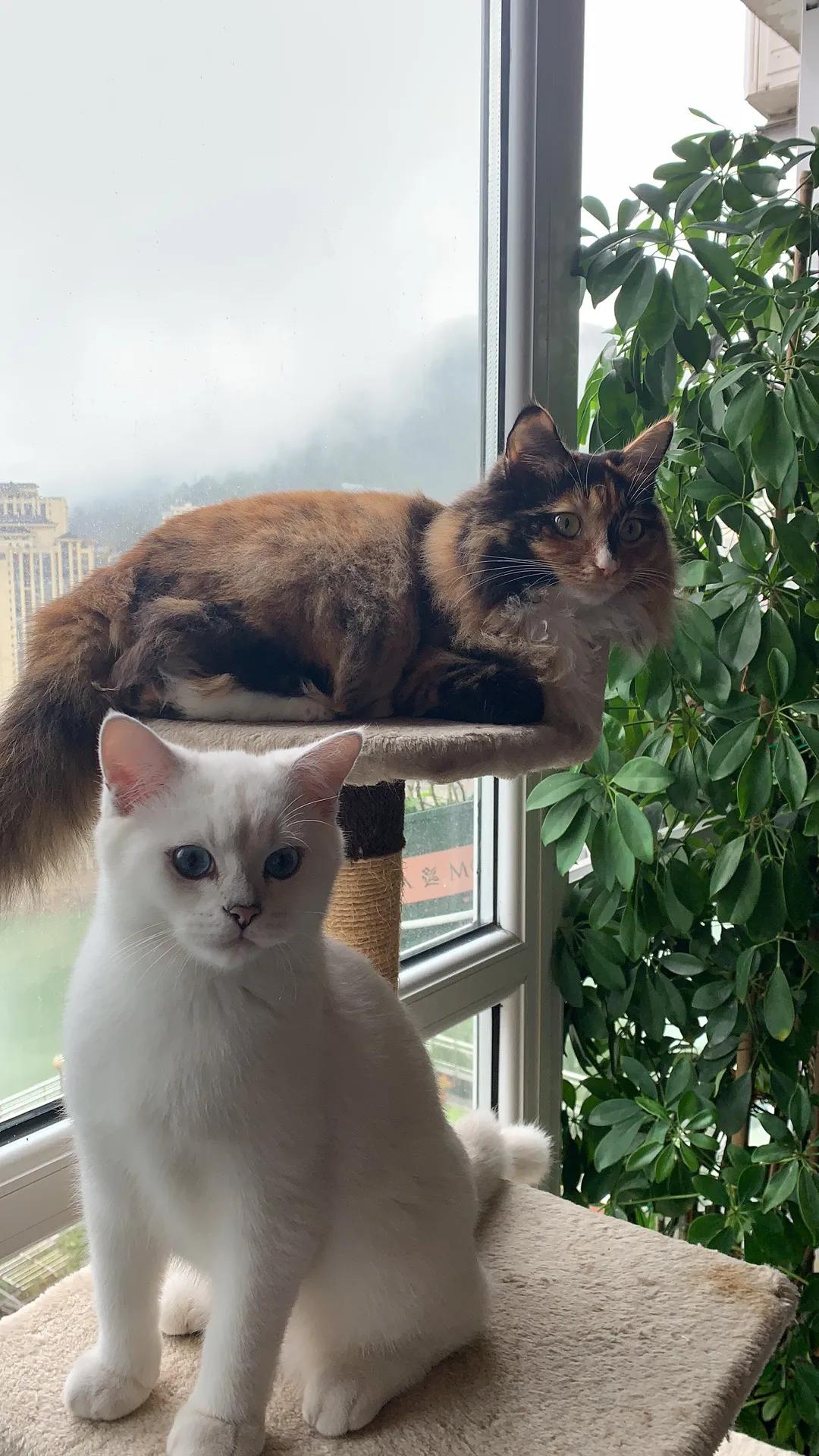 交易猫买号可信吗,在网上买猫靠谱吗