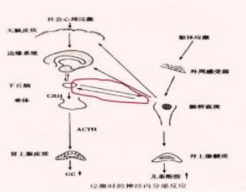 压力如何带来心理问题,压力是怎样让人伤心的