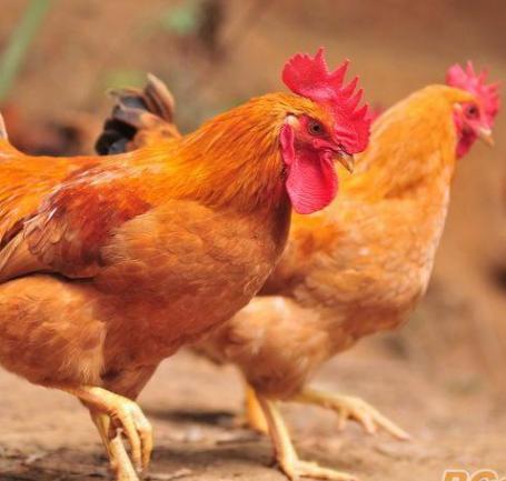 鸡急性禽霍乱怎么治疗,鸡禽霍乱怎么治