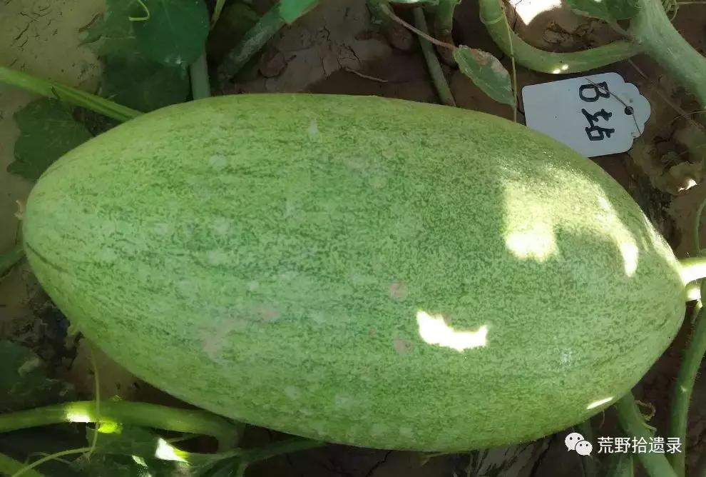 四川适合种植哈密瓜甜瓜品种,甜瓜种植技术新疆哈密瓜