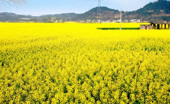 五一武汉市周边游,五一武汉周边短途旅游推荐