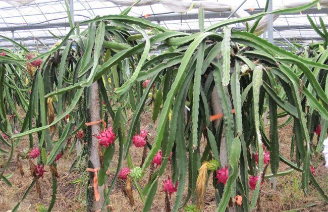 火龙果种植盆栽怎么不结果,火龙果种植不发芽怎么办