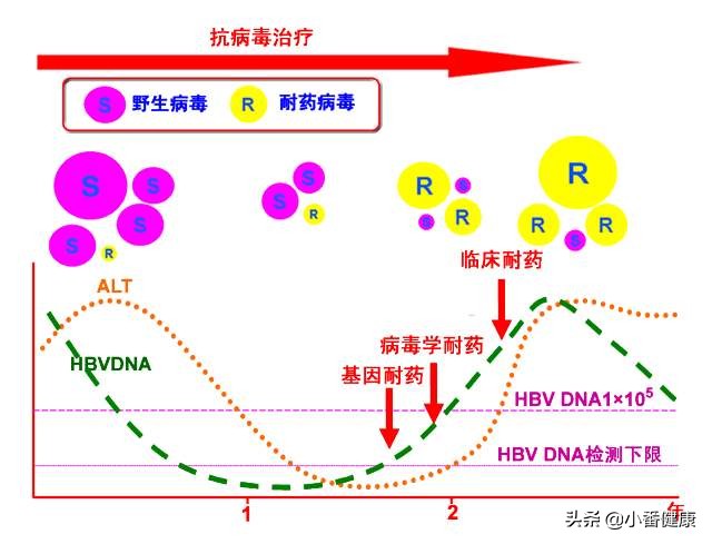 春季护肝的中成药,护肝春季