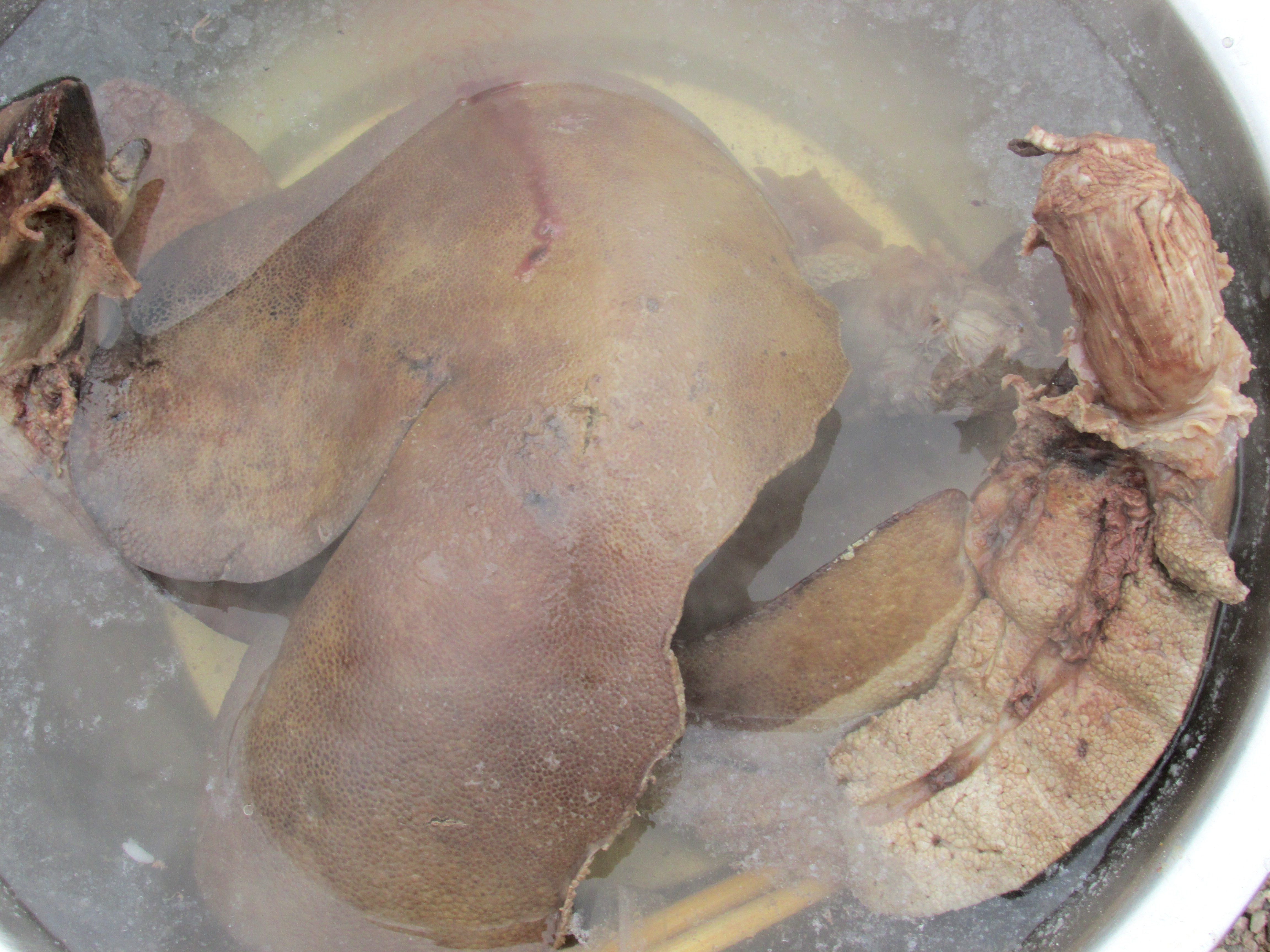 东北杀年猪来吃猪肉,老东北杀年猪