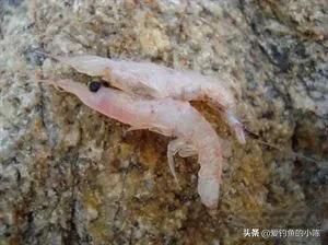 全浮游矶钓与半浮游矶钓快速转换,浮游矶钓和半浮游矶钓