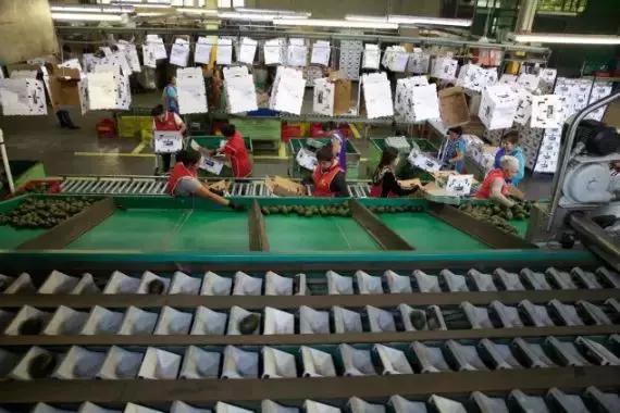 谁劝中国人买了3万吨牛油果？