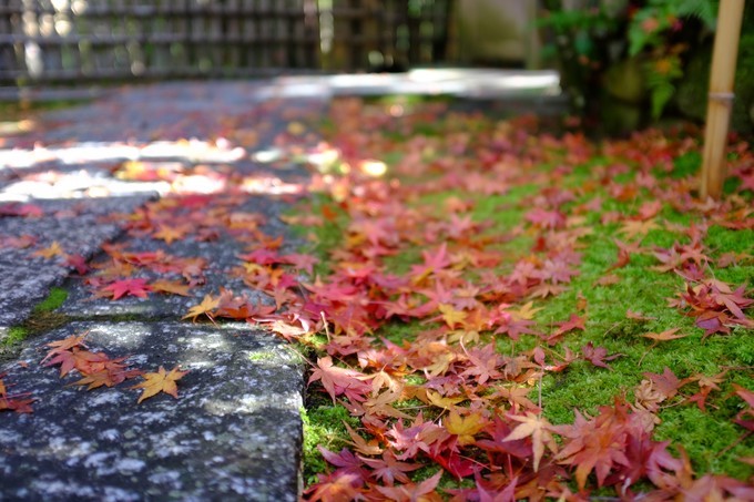 京都赏枫2022,京都赏枫必去景点有哪些好玩的